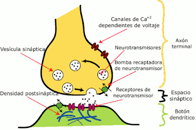 componentes de la sinapsis