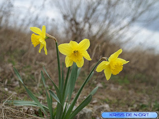 Narcisse trompette - Narcissus pseudonarcissus - Narcisse jaune Narcisse trompette - Narcissus pseudonarcissus - Narcisse jaune