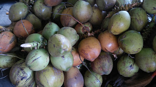 kelapa hijau wulung