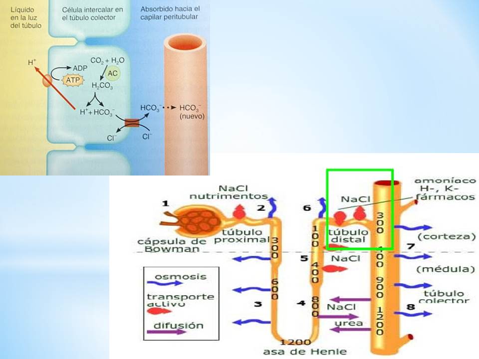 PASOS FIRMES Aclaramiento plasmático renal