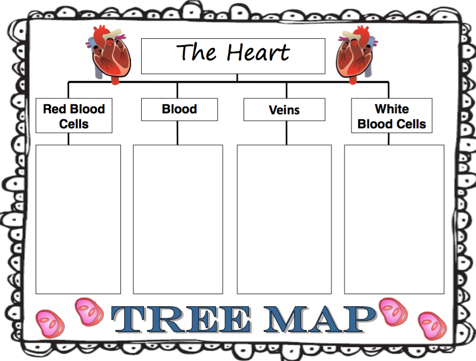 OUR ENGLISH CLASS Circulatory system