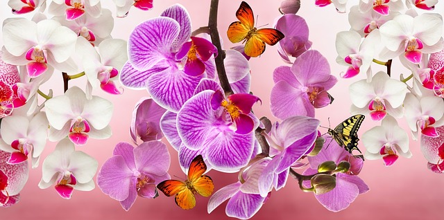 hoa lan ho diep 3