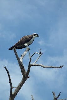 Osprey Osprey