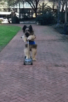 dog-scooter.gif