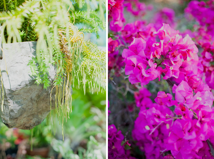 hot pink bougainvillea bougainvillea