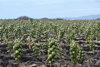 Acres of Brussels sprouts near Half Moon Bay, California