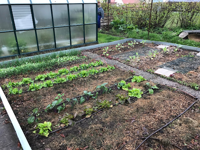 Gemüsegarten mit Salat, Kohlrabi, Zwiebeln, Lauch Anfang Mai (c) by Joachim Wenk Gemüsegarten mit Salat, Kohlrabi, Zwiebeln, Lauch Anfang Mai (c) by Joachim Wenk