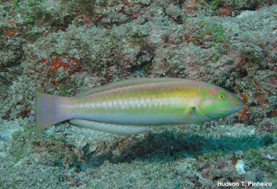 Preservar os oceanos e garantir a manutenção da biodiversidade é o objetivo da temática Década dos Oceanos. Foto: Hudson T. Pinheiro. biodiversidade marinha, onu, fundação grupo boticário, década dos oceanos, unesco, meio ambiente, oceanos, mares, preservação ambiental, natureza, ciência, pesquisa, nature