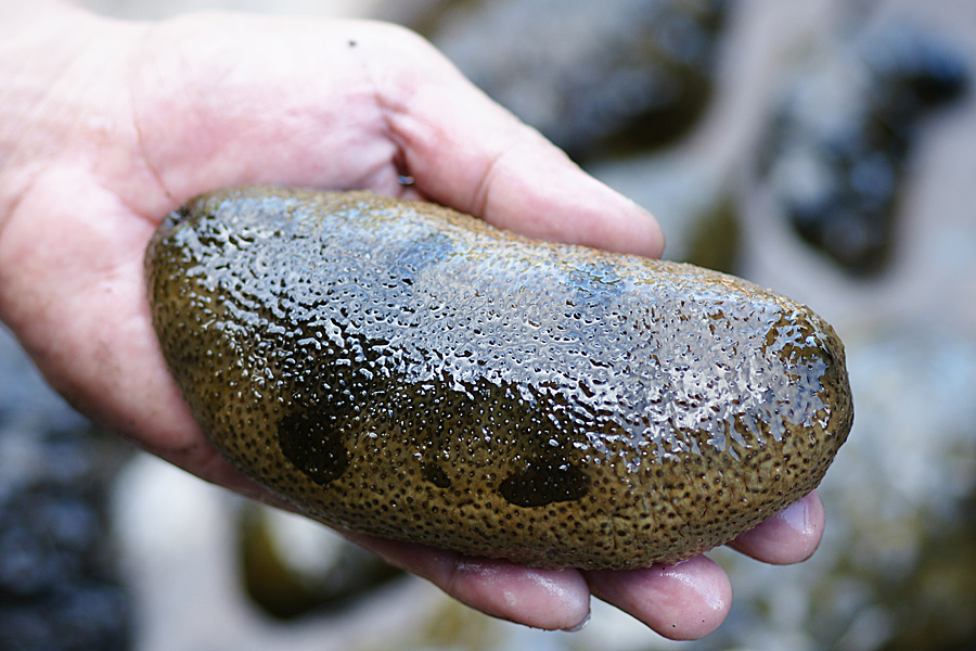 Informasi Cara Dan Tips Bermanfaat Keunikan Hewan Laut