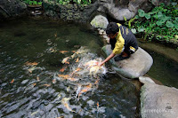 taman akuarium air tawar