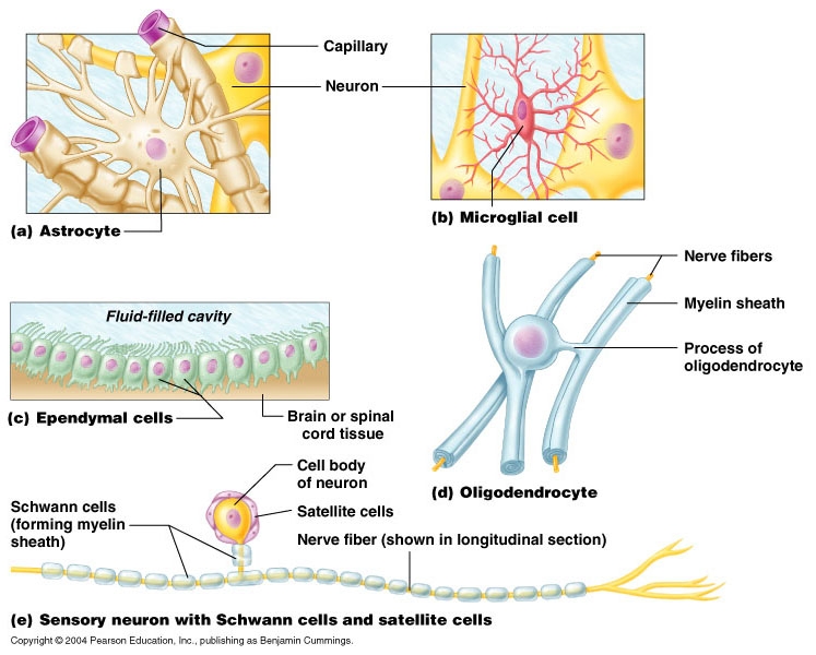 Bio Geo Nerd: Neuroglia Neuroglial Cells Labeled.
