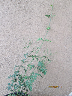 twig on Chameli in monsoon ( rainy season )