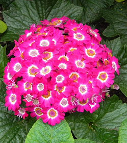Florist's cineraria Allan Gardens Conservatory Spring Flower Show 2014 by garden muses-not another Toronto gardening blog
