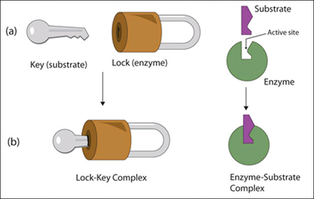 JELASKAN CARA KERJA ENZIM LENGKAP  Tentang Bimbingan dan Konseling
