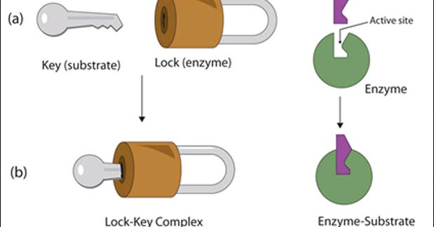 JELASKAN CARA KERJA ENZIM LENGKAP  Tentang Bimbingan dan Konseling