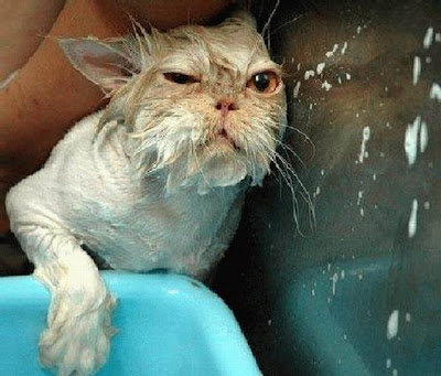 Gato sendo banhado não fica nada bonito.