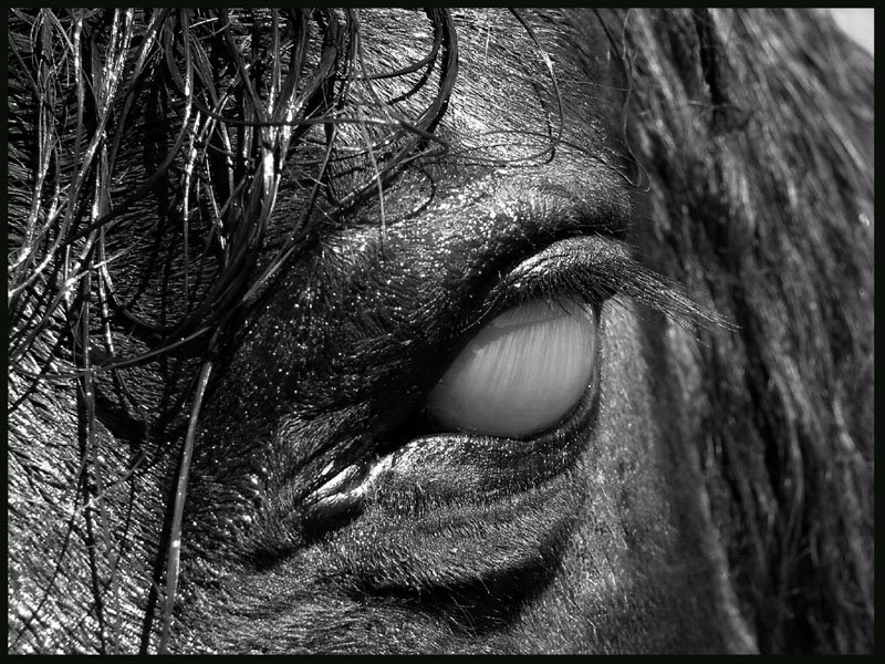 Relatos Oscuros EL CORCEL NEGRO