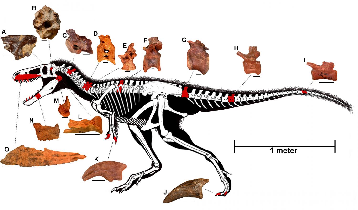t rex first discovered