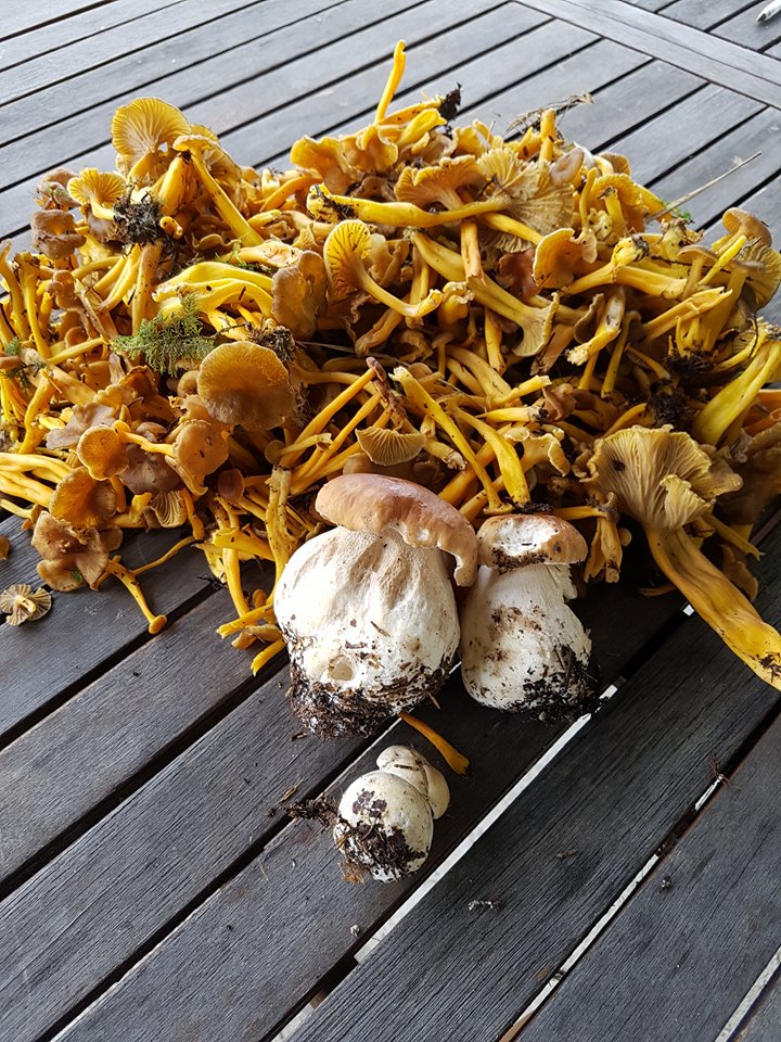 Les cèpes Cèpes du limousin