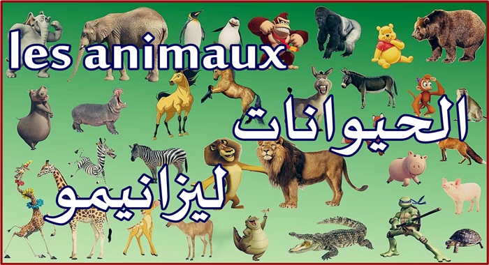 تعلم اسماء الحيوانات بالفرنسية مترجمة للعربي كيفية نطقها