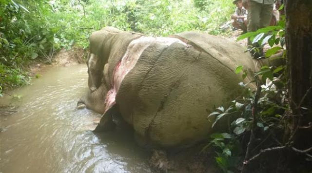 Sungguh Tega dan Tidak Berperasaan, Gajah ini Dikuliti Hidup-Hidup untuk Pengobatan dan Perhiasan