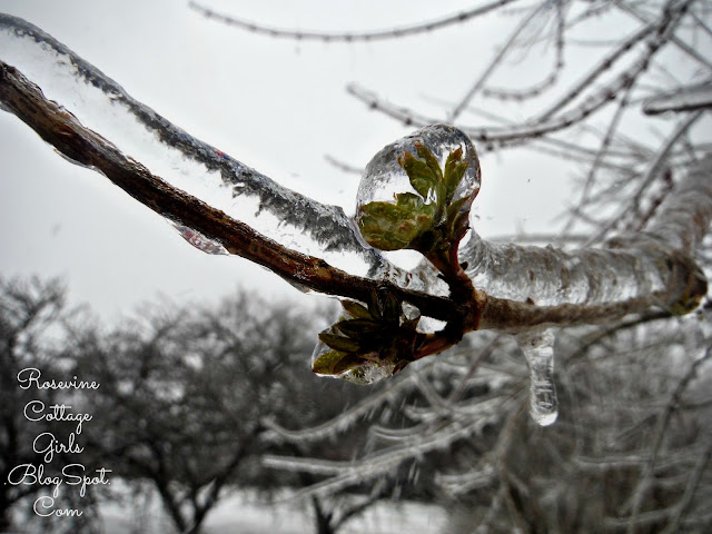 Heavy ice like beautiful crystals on branches after an ice storm When God Begins Pruning Us