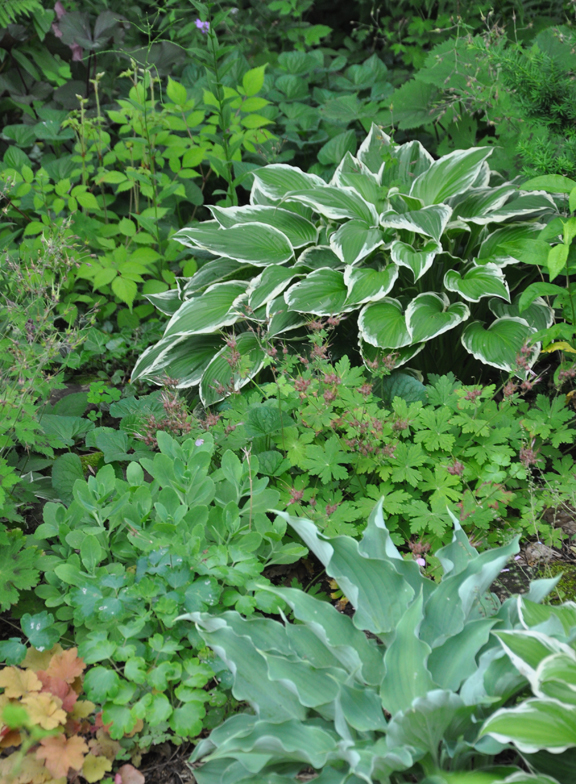 Three Dogs in a Garden June 2017