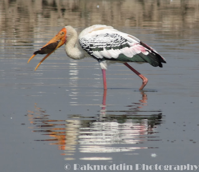 Migrated bird watching at Bhigwan kumbargaon - Simply amazing experience