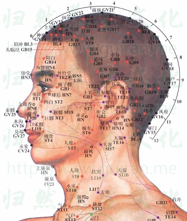 懸顱穴位 | 懸顱穴痛位置 - 穴道按摩經絡圖解 | Source:zhentuiyixue.com