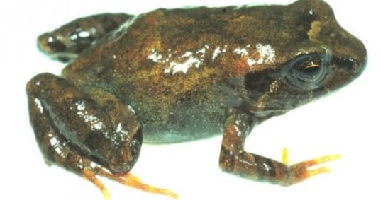 One species a day Another new frog Psychrophrynella chirihampatu
