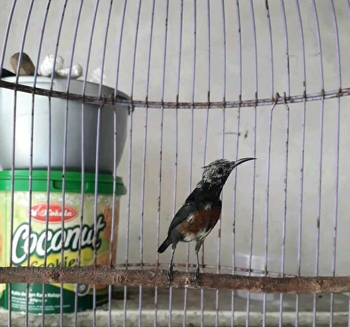 Cara Merawat Konin Ombyokan Supaya Cepat Gacor