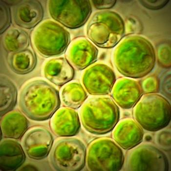 Peran dan Manfaat Algae, Protozoa, dan Jamur Lendir/Jamur Air Bagi Kehidupan Manusia Peran dan Manfaat Algae, Protozoa, dan Jamur Lendir/Jamur Air Bagi Kehidupan Manusia