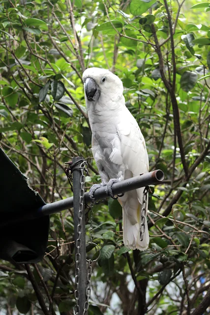 Bird Garden, Hong Kong | travel blog