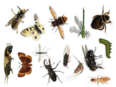 Premates Insects Все про тварин: Комахи як корм для приматів (Insects as food for primates)
