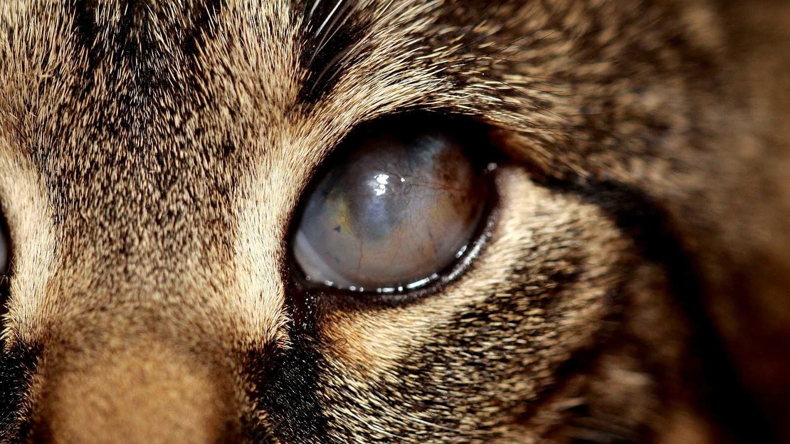 Pink Eye In Cats Treatment Pink Choices