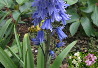 Hyacinthoides hispanica