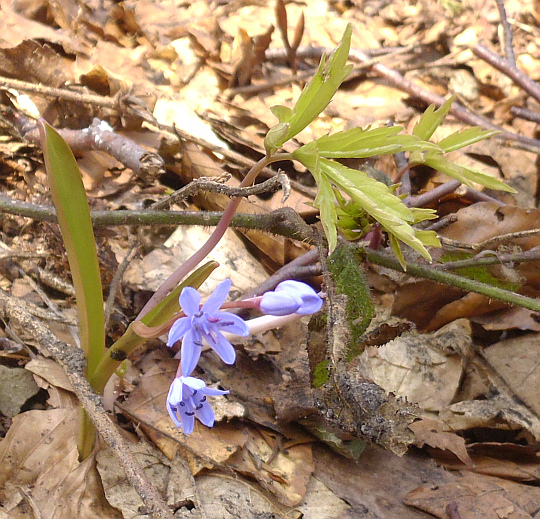 Cebulica dwulistna (Scilla bifolia L.). Cebulica dwulistna (Scilla bifolia L.).