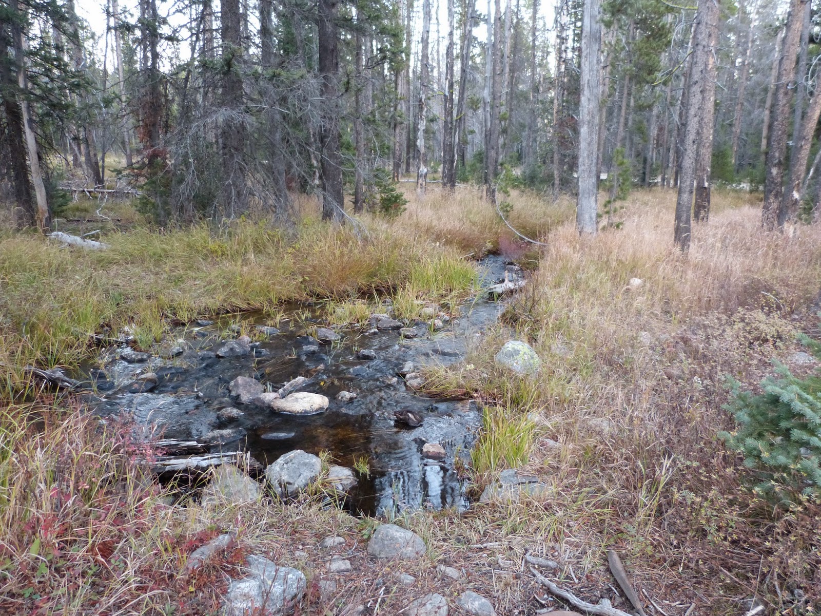 Escape to Idaho's Wilderness: A Guide to Iron Creek Campground