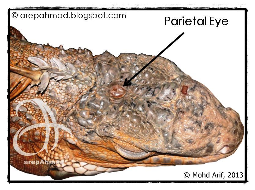 a.r.e.p a.h.m.a.d ~: ~ Iguana Anatomy