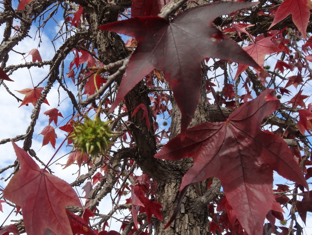 ARBRES: Liquidámbar (Liquidambar styraciflua)