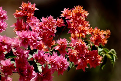 "Bougainvillea flowers,adorn the hill sides of Mount Abu"