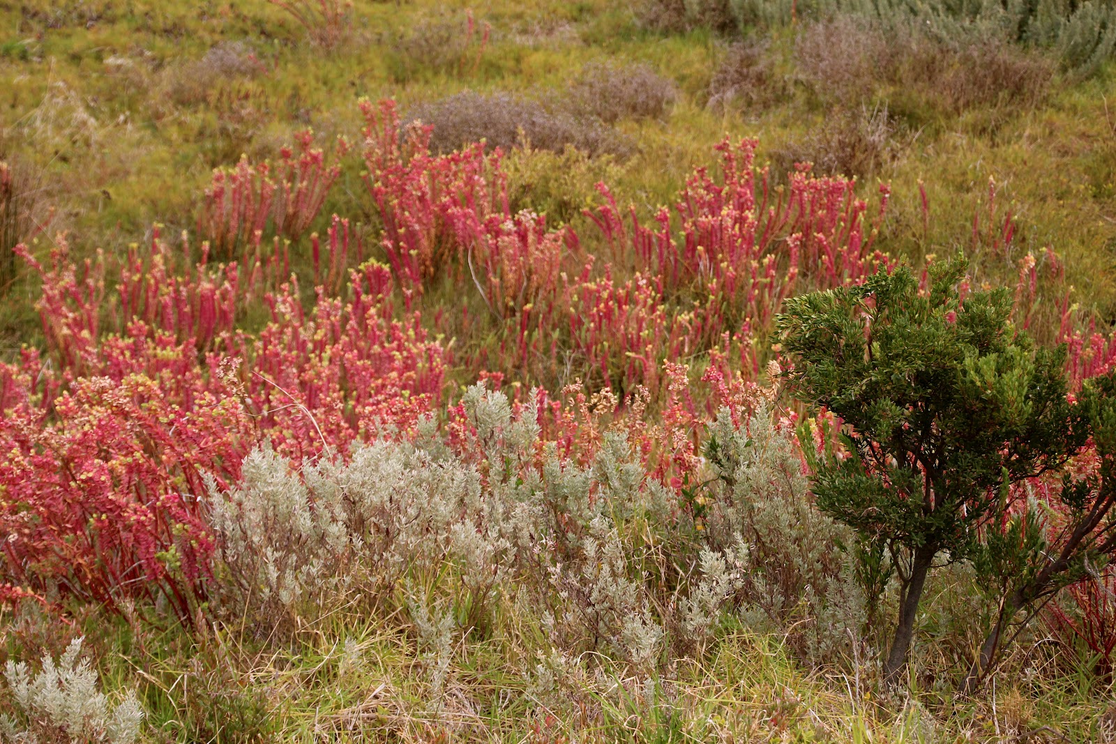 garden delights TODAY'S FLOWERS Near Salt Water