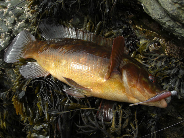 lrf Wrasse Anglesey fishing