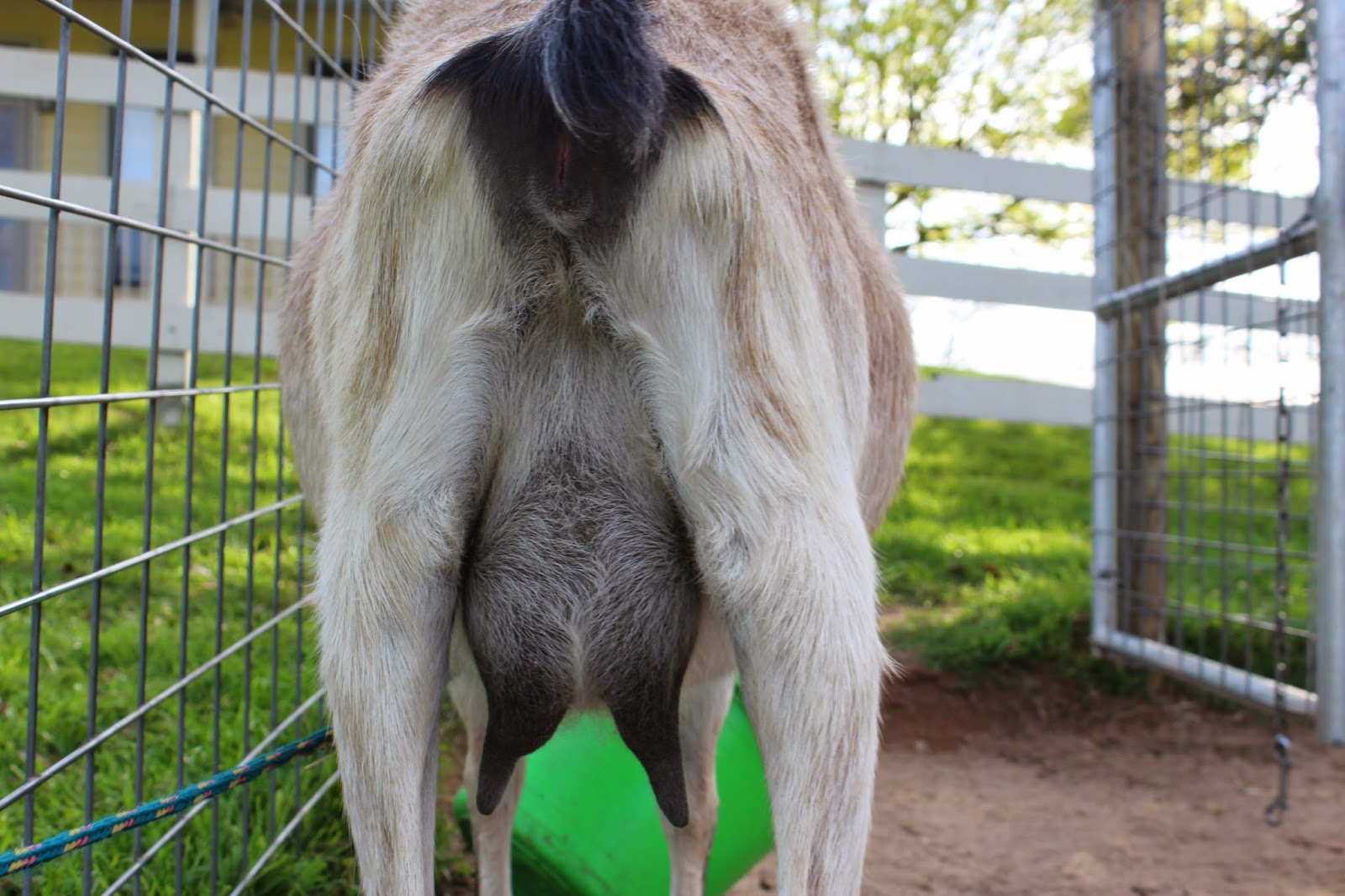 иди козе в трещину