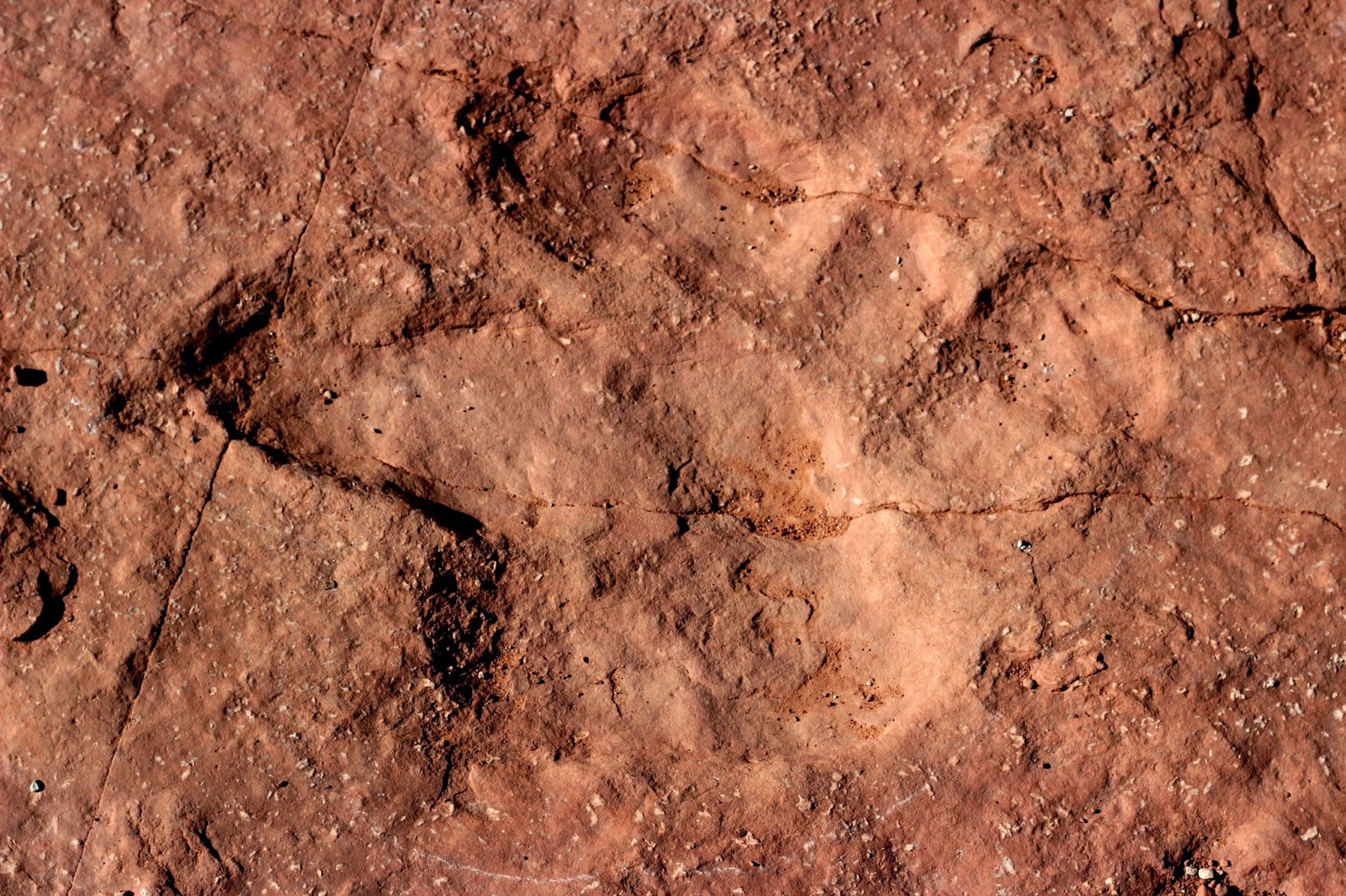 warner valley dinosaur tracks