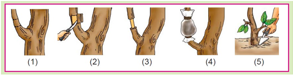 Budidaya Bonsai Dengan Cara Cangkok