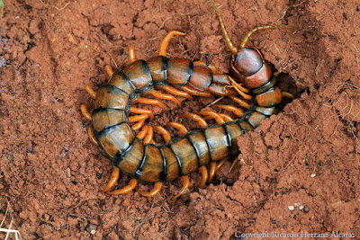 escolopendra banded megarian centipede fotosricardo
