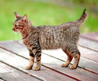 Http Www Thecatsite Com T My Cat Is Grooming My Dog Http Www Thecatsite Com T My Cat Is Grooming My Dog
