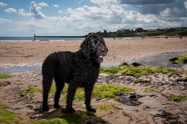 Aberdeen dog photographer, Jamie Emerson of Hairy Dog
