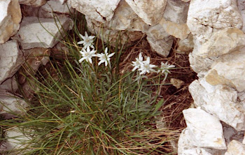 leontopodium alpino(Stella Alpina)